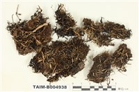藏品(袋梅衣屬)的圖片